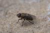 Pollenia sp.